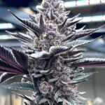 Pink Milk Feminized Seeds by Solfire Gardens