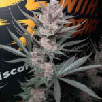The Pulp Father Feminized Seeds by Solfire Gardens