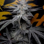Rubicite Feminized Seeds by Solfire Gardens