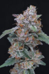 SherBacio OG Autoflowering Seeds by Pure Instinto