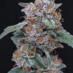 SherBacio OG Autoflowering Seeds by Pure Instinto