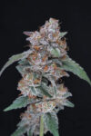 SherBacio OG Autoflowering Seeds by Pure Instinto - Image 2