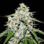 Space Cookies Auto Seeds by Delicious Seeds