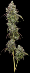 Vanilla Frosting Feminized Seeds by Humboldt Seed Company - Image 3