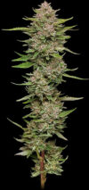 Hella Jelly Autoflower Seeds by Humboldt Seed Company - Image 3