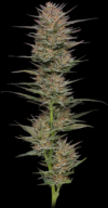 Raspberry Parfait Feminized Seeds by Humboldt Seed Company - Image 3
