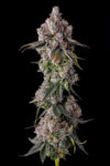 90 Proof Feminized Seeds by Compound Genetics