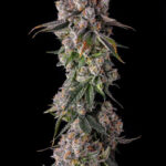 90 Proof Feminized Seeds by Compound Genetics
