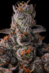 90 Proof Feminized Seeds by Compound Genetics - Image 2