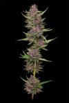 All Gas OG Feminized Seeds by Humboldt Seed Company - Image 2