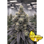 Banana-Z (2025) Regular Seeds by Terphogz