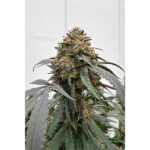 Banana Zruntz Regular Seeds by Terphogz