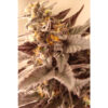 Black Truffle Pi’nana Regular Seeds by Terphogz