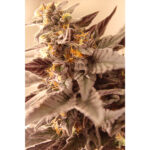 Black Truffle Pi’nana Regular Seeds by Terphogz
