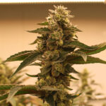 Black Zruntz Regular Seeds by Terphogz