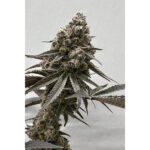 Blooberry Headband Regular Seeds by Terphogz