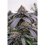 Blooberry Pie Regular Seeds by Terphogz