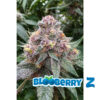 Blooberry Z (2023) Regular Seeds by Terphogz