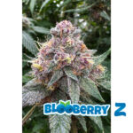 Blooberry Z (2023) Regular Seeds by Terphogz