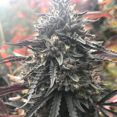 Blooberry Z (2023) Regular Seeds by Terphogz - Image 2