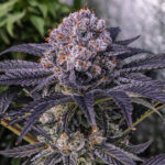 Blooberry Zruntz Regular Seeds by Terphogz