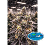Bloogatti (2025) Regular Seeds by Terphogz