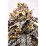 Bloogatti Pie Regular Seeds by Terphogz