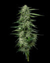 Blueberry Honey Feminized Seeds by Humboldt Seed Company - Image 2