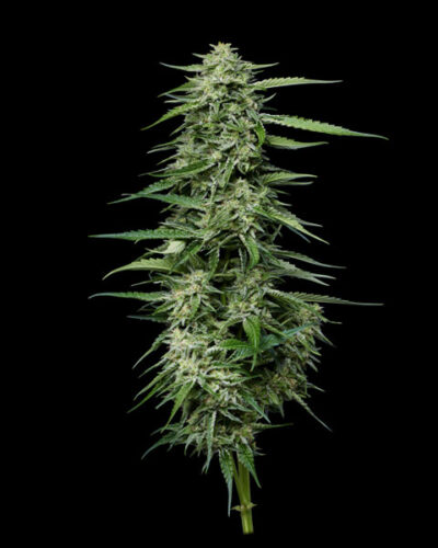 Blueberry Honey Feminized Seeds by Humboldt Seed Company - Image 2