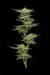 Blueberry Muffin Feminized Seeds by Humboldt Seed Company - Image 2