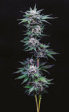 Blueberry Pancakes Feminized Seeds by Humboldt Seed Company - Image 2