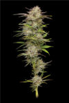 California Haze Feminized Seeds by Humboldt Seed Company - Image 3
