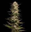 California Octane Feminized Seeds by Humboldt Seed Company - Image 3