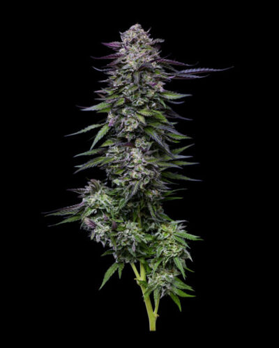 Candy Hustle Feminized Seeds by Humboldt Seed Company - Image 3