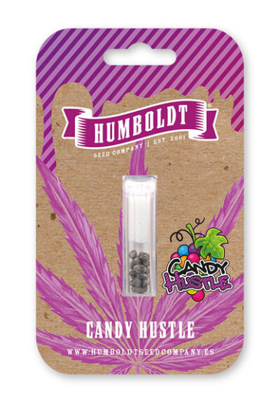 Candy Hustle Feminized Seeds by Humboldt Seed Company - Image 2