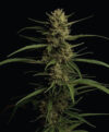 Caribbean Queen Feminized Seeds by Humboldt Seed Company - Image 3