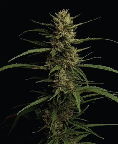 Caribbean Queen Feminized Seeds by Humboldt Seed Company - Image 3