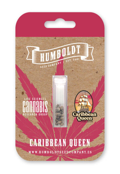Caribbean Queen Feminized Seeds by Humboldt Seed Company - Image 2