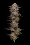 Chicken n’ Wafflez Feminized Seeds by Humboldt Seed Company - Image 3