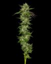 Collie man Kush Feminized Seeds by Humboldt Seed Company - Image 2