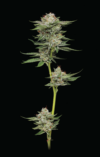 Durban Poison Autoflower Seeds by Humboldt Seed Company - Image 3