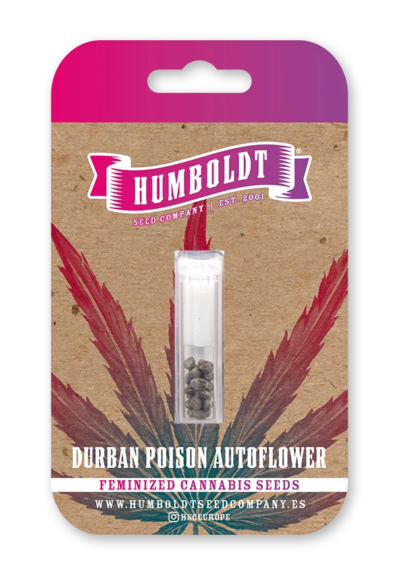 Durban Poison Autoflower Seeds by Humboldt Seed Company - Image 2