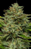 Emerald Fire OG Autoflower Seeds by Humboldt Seed Company - Image 2