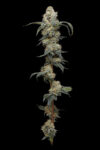Farmer’s Daughter Feminized Seeds by Humboldt Seed Company - Image 2
