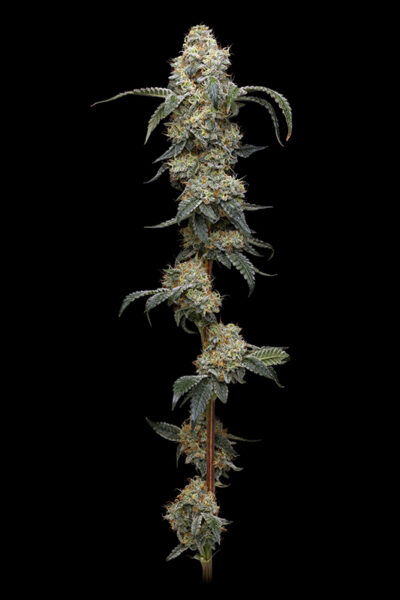 Farmer’s Daughter Feminized Seeds by Humboldt Seed Company - Image 2