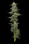 Garlic Budder Autoflower Seeds by Humboldt Seed Company - Image 2