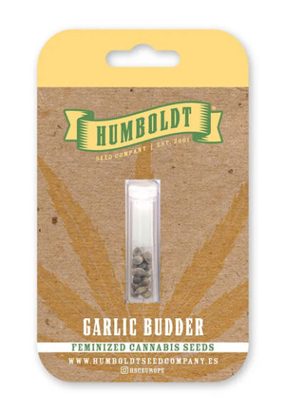 Garlic Budder Feminized Seeds by Humboldt Seed Company - Image 2