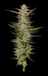Gazzurple Feminized Seeds by Humboldt Seed Company - Image 3