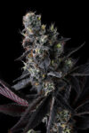 Giggin’ Grapes Feminized Seeds by Compound Genetics