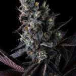 Giggin’ Grapes Feminized Seeds by Compound Genetics